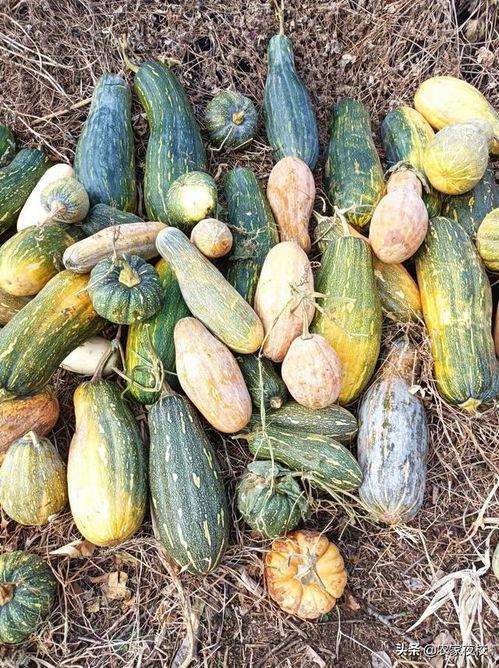 吃瓜网是做什么的平台,全网热门事件深度解析平台